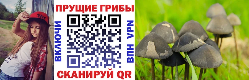 Псилоцибиновые грибы GOLDEN TEACHER  Купить  Бузулук 